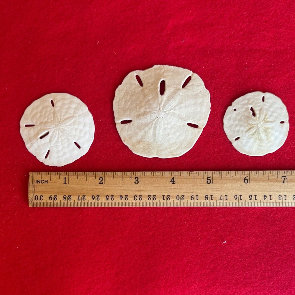 White Sand Dollar Collection - Picture 6 of 7
